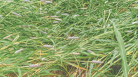 Crop Damage