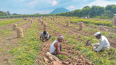 Ginger Harvesting