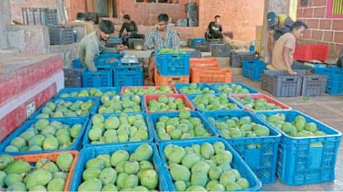 Mango Business