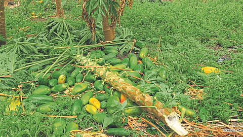 Crop Damage