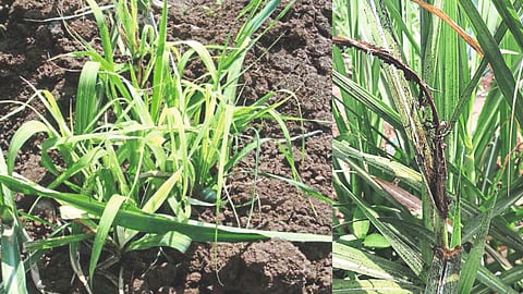 Sugarcane Crop Disease
