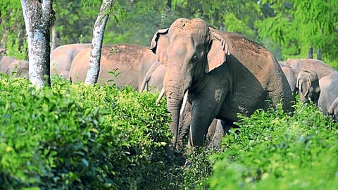 Wild Life Crop Damage
