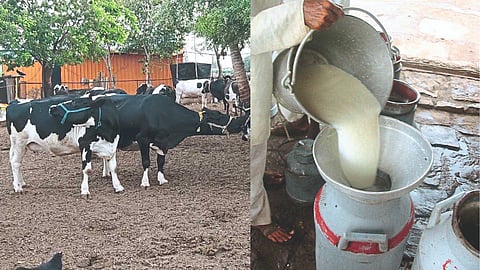 Cow Milk