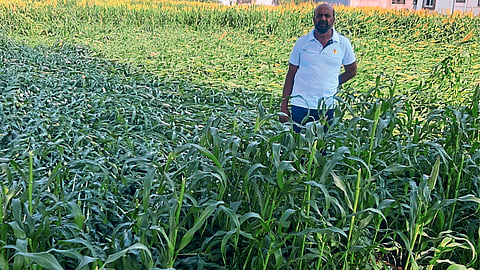 Crop Damage