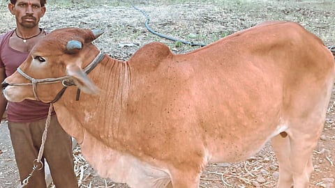Animal Care