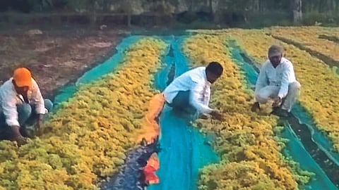 Raisin Production