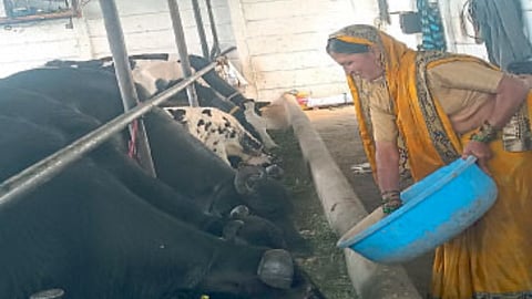 Milk Business