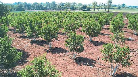 Orchard Cultivation