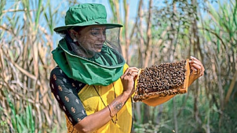 Beekeeping