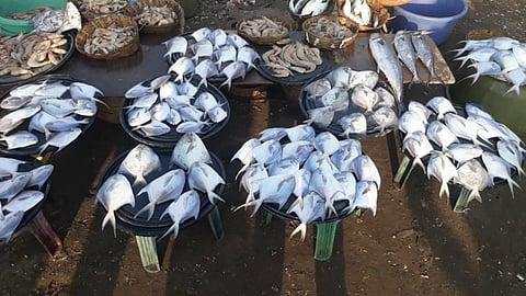 Fish Market