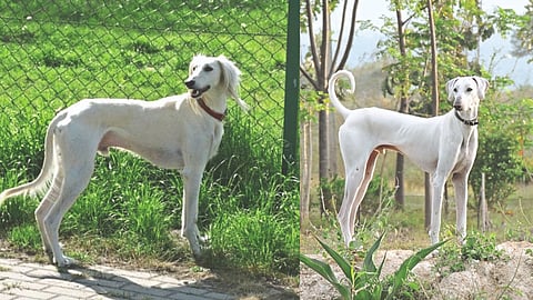 Dog breeds of India