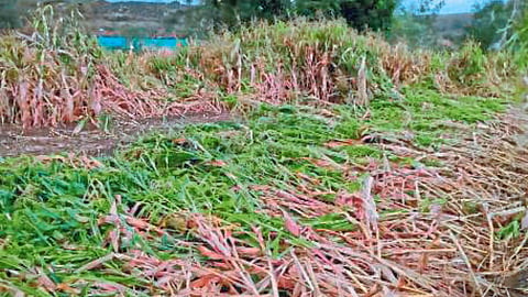 Crop Damage