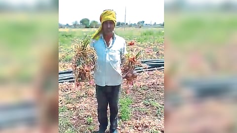Onion Crop Damage