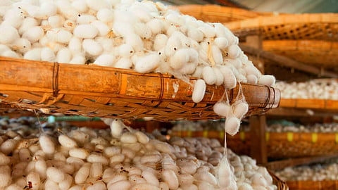 Silk Cocoon Production