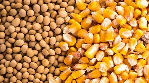 Soybean Maize