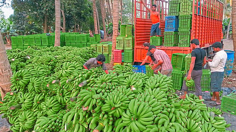 Banana Export