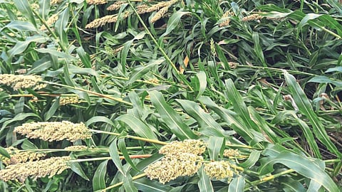 Crop Damage