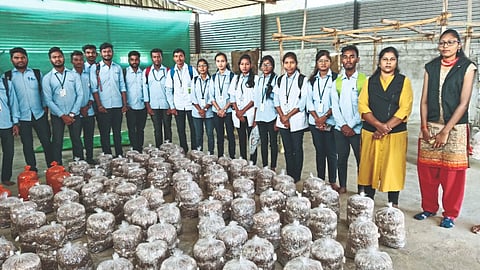 Mushroom Industry
