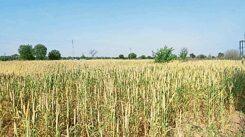 Bajara