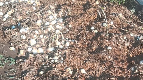 Crop Damage