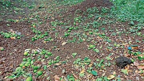Crop Damage