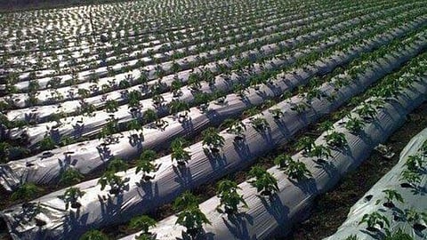 Mulching Paper Scheme