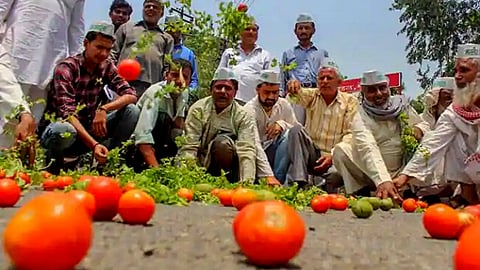 Tomato Market