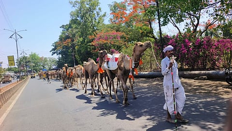 Camels Nashik