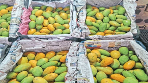Mango Season
