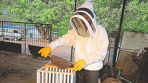 Beekeeping