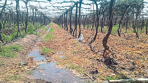Grape Farming