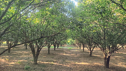 Orange Orchard