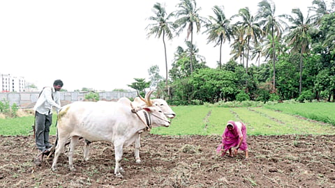Kharif Season