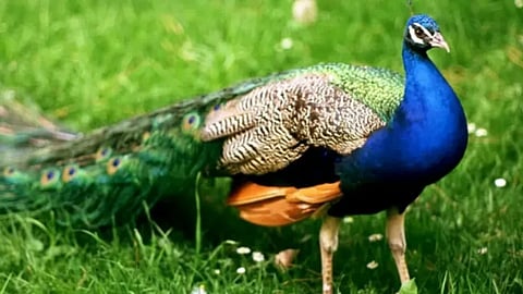 Peacock Update