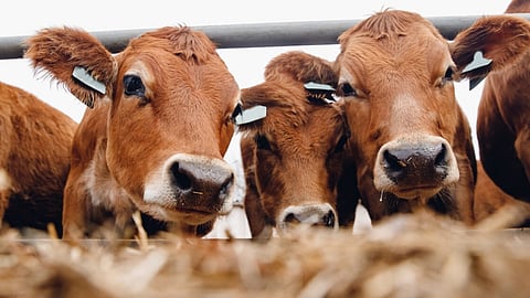 Livestock
