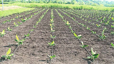 Banana Cultivation