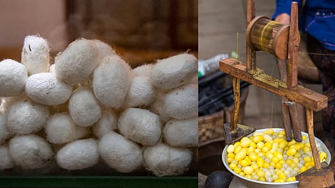 Silk Production