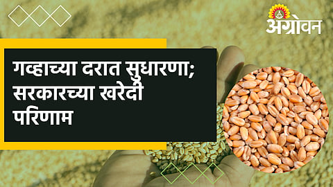 Wheat Market