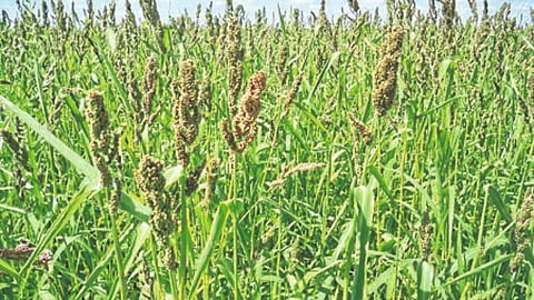 Millet Update