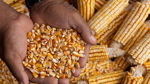 Maize