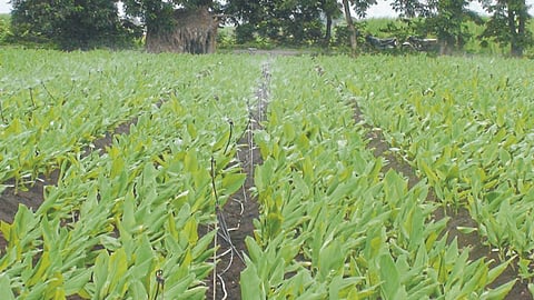 Turmeric Cultivation