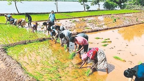 Rice cultivation