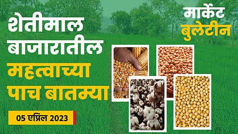 Maize Rate