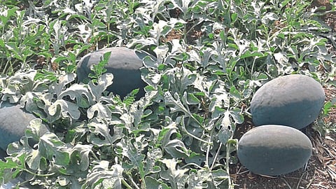 Watermelon Cultivation