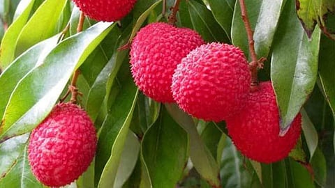 Lychee Update