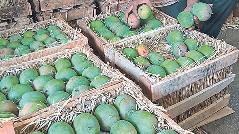 Konkan Mango Season : कोकण हापूस हंगाम अंतिम टप्प्यात