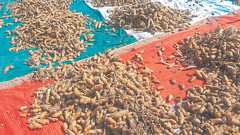 Turmeric Market
