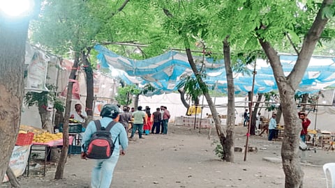 Mango Festival
