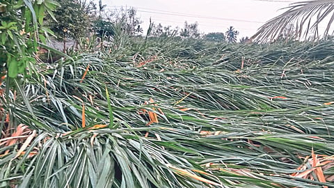 Crop Damage