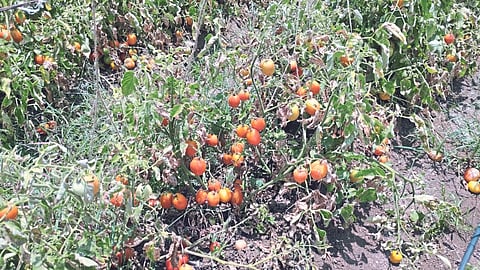 Tomato Crop Damage
